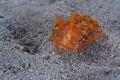 janolus