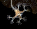 Lucernaria quadricornis