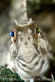 parablennius tentacularis