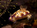 Posing Nudi / Bali, Tulamben / 25.05.2012 / Canon PowerShot G12