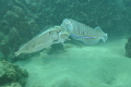 squid
