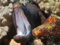Moray getting angry with the camera