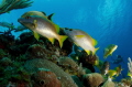 I was at the seabed not far from the diveboat taking photos of a schoal of yellow snappers swimming by. Suddenly a graceful snorkler apeared, like she was following the fishes.