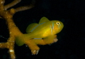 Lemon goby