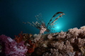 Taken on an early morning dive on the Thistlegorm, used a NIkon D7000 in a Nauticam Housing, Tokina 10-17 wide angle, shooting at the sun in the background. No strobes used