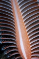Sea pen