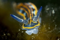 hypselodoris villafranca(1cm)