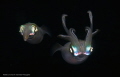 squids