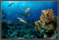 Stone Coral with Sharks