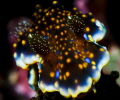 Glistening Nudibranch__Ceratosoma sinuatum
Northeast Coast Taiwan
