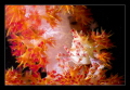 Soft Coral Crab