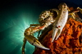 Spider Crab on the Pier.