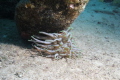 Papa Hogs shore dive