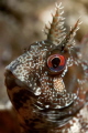 parablennius gattorugine