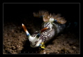 Nudibranch