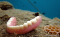 A gift from the snorkeler above.....