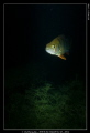 Snoot Trial ... on a European Perch ...