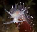 Flabelina Nobilis