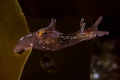 Aplysia punctata stretching for the kelp