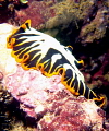 flatworm on star of russia