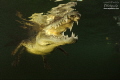 Cuban Cocodile