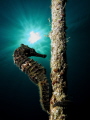 red sea horse