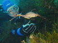 First time I've seen a weedy. this was off snug cove at kangaroo island.