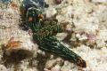 Nembrotha kubaryana