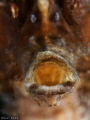 hippocampus