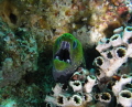 Taken By Sony DCS-W350 Cyber Shoot camera and Sony marine pack housing