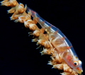 Wire Coral Goby