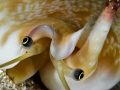 Strombus sp. - close up -