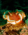 red-margined glossodoris