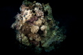 Night dive