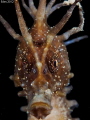 Hippocampus