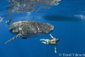 Friendly whale shark swims circles around the boat during surface interval. All had a great time swimming with the little guy.