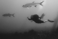 Diver getting a shot of a couple Tarpon.