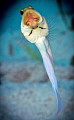 Yellowhead Jawfish - Grand Cayman
Nikon 7000, 105 lens, f22, 1/320, ISO 200, twin inon 240's