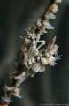 Xeno Crab, Size: 2cm, 6m depth, Port Island, Sai Kung, Hong Kong