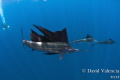 These were sailfish finishing a baitball and moving to another. We kept having to jump into the boat, find them, and jump in again. They would attack the bait for awhile, but would move on. One of my friends jumped in with scuba for a different look.