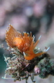 Nudibranch, size: 2cm, 5m depth, Lobster bay divesite