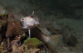 sandperch, size 5cm, depth: 6m, at Port Island divesite