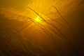 Grass. River, Sodankylä North Finland.
Aquatica ad700, 24mm nikkor.