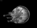 Rhizostoma pulmo