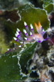 I took this photo at north east coast of Taiwan. There is a lot this kind of nudi. I stumble across to got this one with nice pose on green seagress. Beautiful color mix and match.