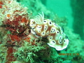 I took this photo at Mabul, a small island off the south-eastern coast of Sabah in Malaysia.. There is a lot this kind of nudi.

Camera model: Canon PowerShot G12
F-stop: f/4
Exposure time: 1/125 sec.
ISO speed: ISO-400
Focal length: 12 mm
