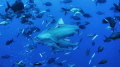5 bullsharks
