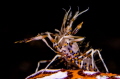 Tiger Shrimp＠Lembeh Strait