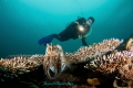 The charming and curious cuttlefish came to investigate our dive torch first, then gladly modeled for a few shots :)