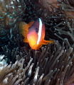 Black Anemone fish taken with a Sealife DC1200 with Fisheye lens and twin Sea&Sea strobes on 1/4 power